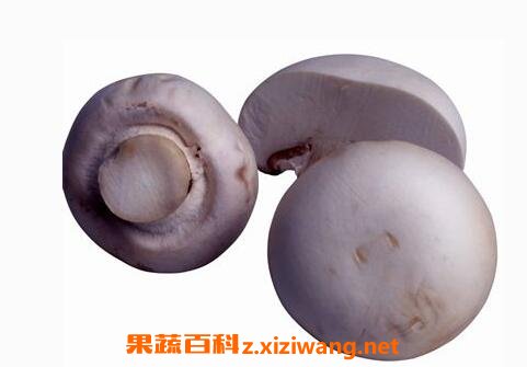 雷蘑菇能吃吗 雷蘑怎样做好吃