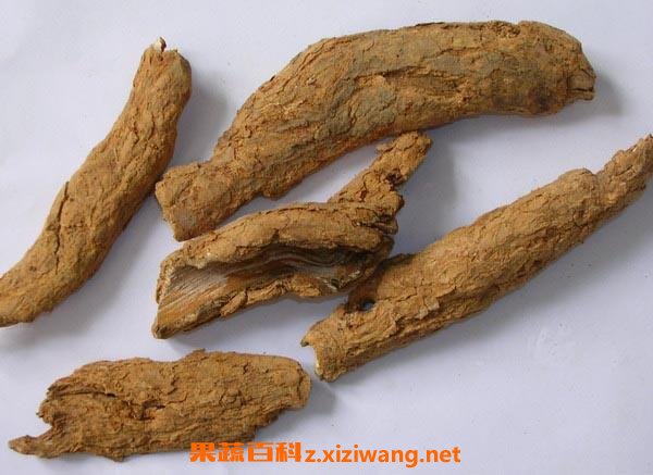 地骨皮