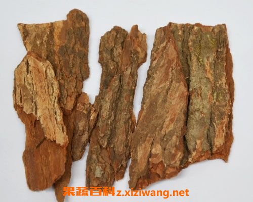樟树皮
