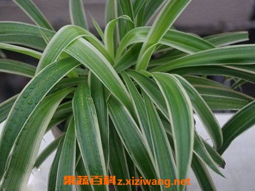 大叶吊兰