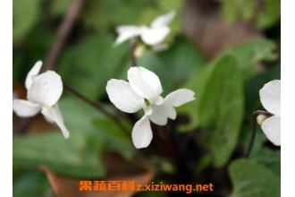 白花堇菜主要的营养价值