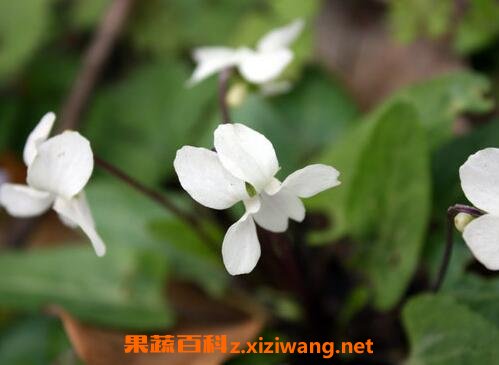 白花堇菜主要营养价值