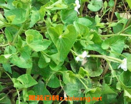 白花堇菜主要营养价值