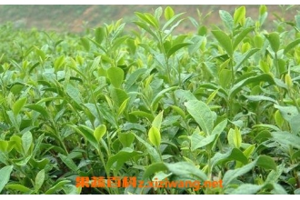 开化龙顶茶的副作用和食用危害