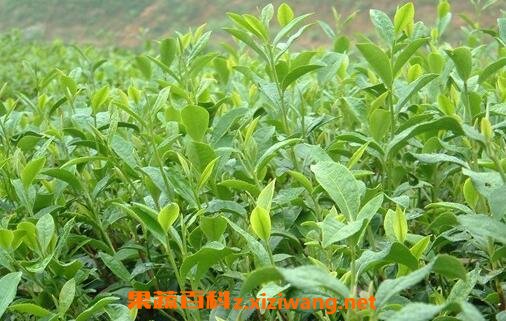 开化龙顶茶的副作用