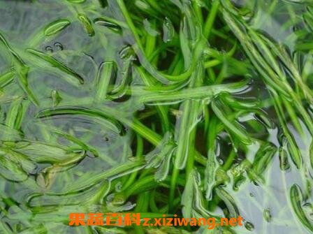 西藏苦草的功效与作用