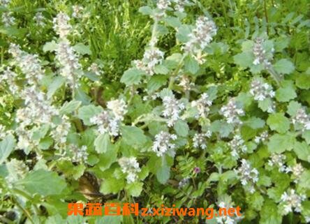 西藏苦草的功效与作用