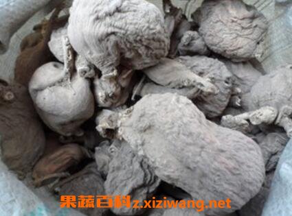 枯萝卜的作用与功效