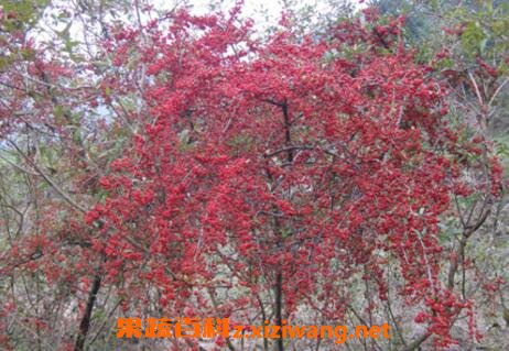 怎样栽培水茶子 水茶子种植方法