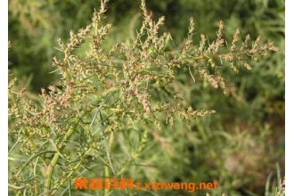碱蓬的功效与作用