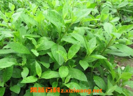 平卧菊三七的功效