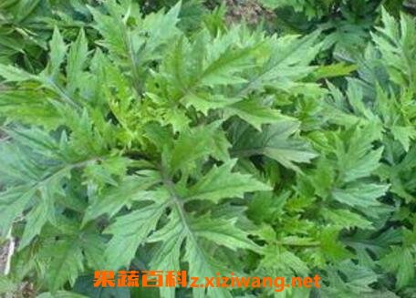 平卧菊三七的功效