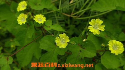 篱栏网