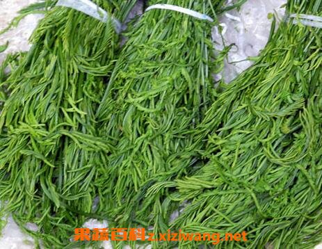 蕨菜和云龙菜的区别