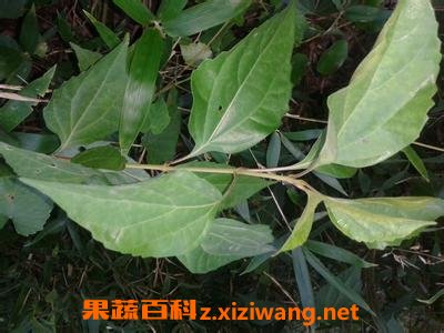 腐婢树叶