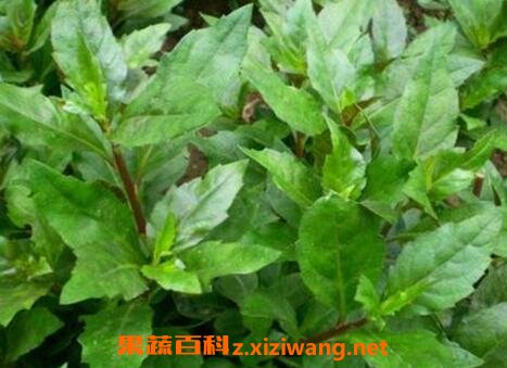 长寿草的功效与作用
