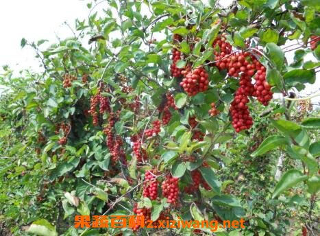五味子怎么吃 五味子的功效与作用