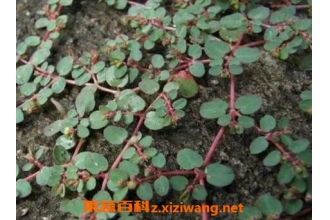 千根草怎么吃 千根草有什么作用