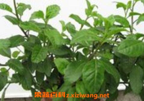 益寿草和长寿草的区别