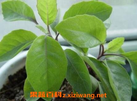 益寿草和长寿草的区别