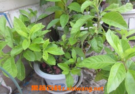 明月草与长寿草的区别