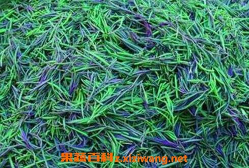 盐蓬菜的功效与作用