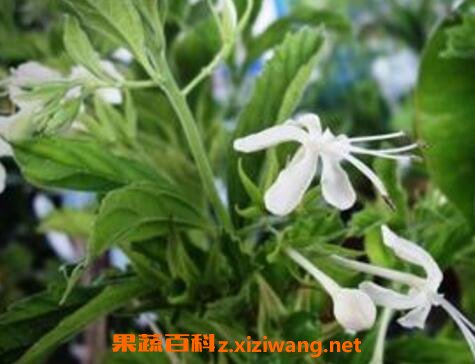 化石草的功效与作用