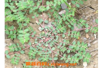 千根草的功效与作用及药用价值