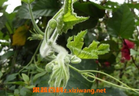 南瓜蔓泡水喝的副作用