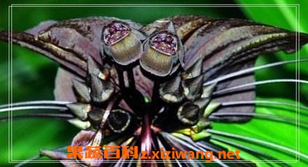 老虎须草