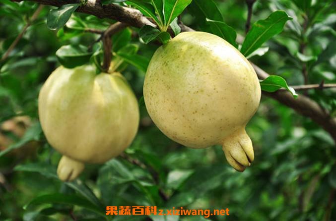 白石榴