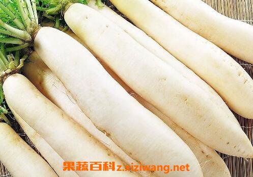 孕妇能吃白萝卜吗