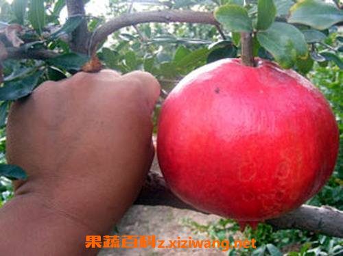 澳洲大石榴