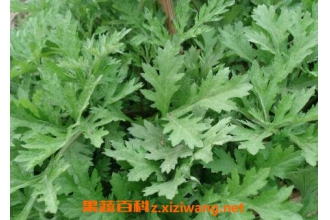 新鲜艾草的功效与作用