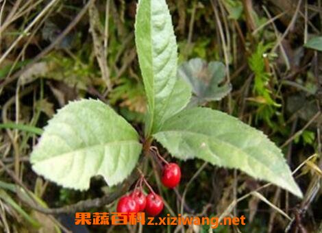矮地茶的功效与作用