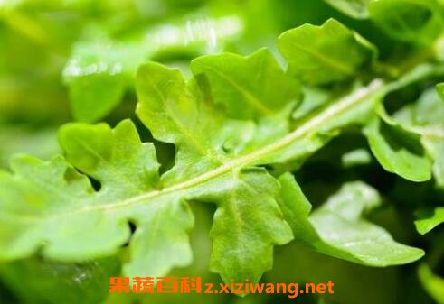 荠菜的功效与作用及禁忌