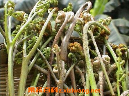 佛手菜的功效与作用