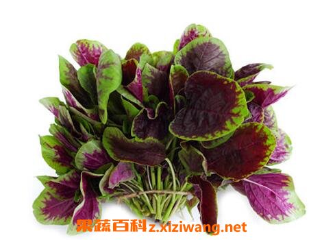 银银菜的功效与作用