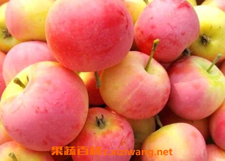 沙果的营养价值与功效作用