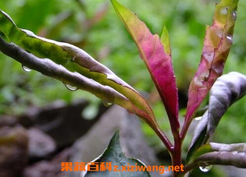 血皮菜的功效与营养价值
