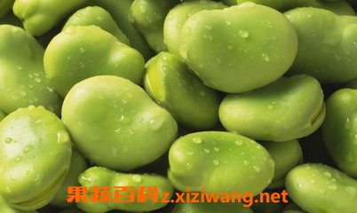 蚕豆