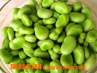 蚕豆