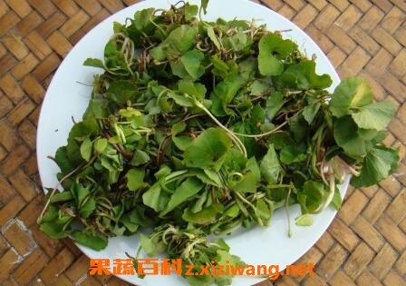 马蹄菜的功效与作用