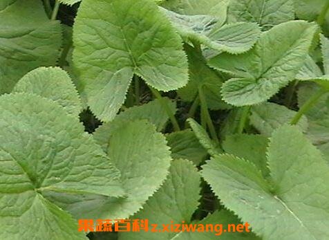 马蹄菜的功效与作用