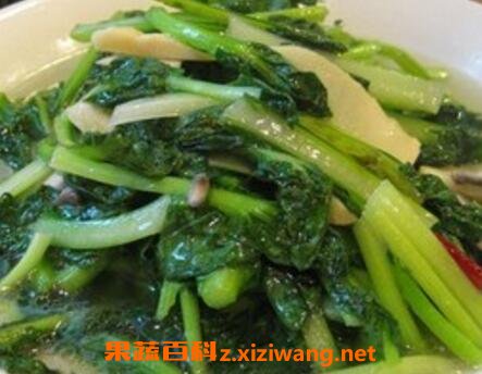 塔苦菜的功效与作用