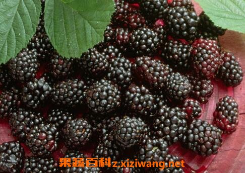 桑葚果的功效与作用