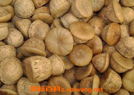 风流果的功效与作用