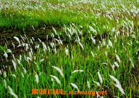 茅草如何养殖