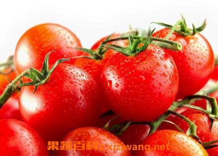 吃西红柿的好处与功效作用