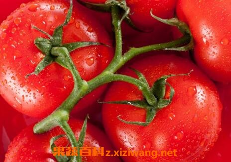 吃西红柿的好处与功效作用